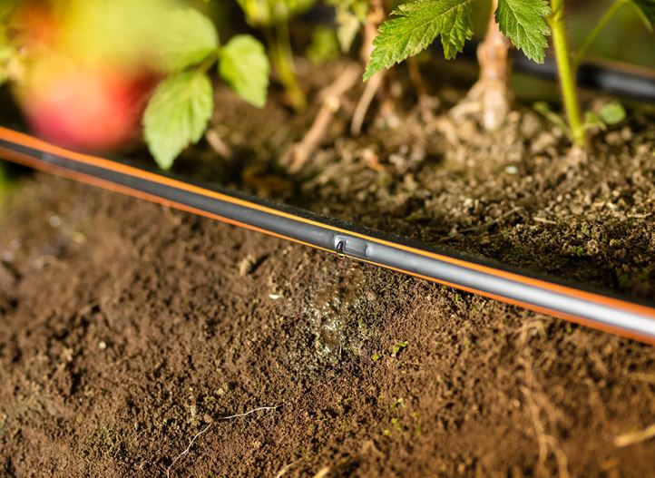 Why do plants prefer it?