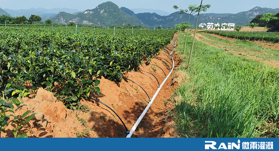 广东英九庄园茶树种植基地有机肥+水肥一体化项目